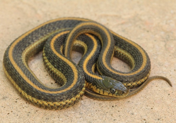  Aquatic Intergrade Garter Snake